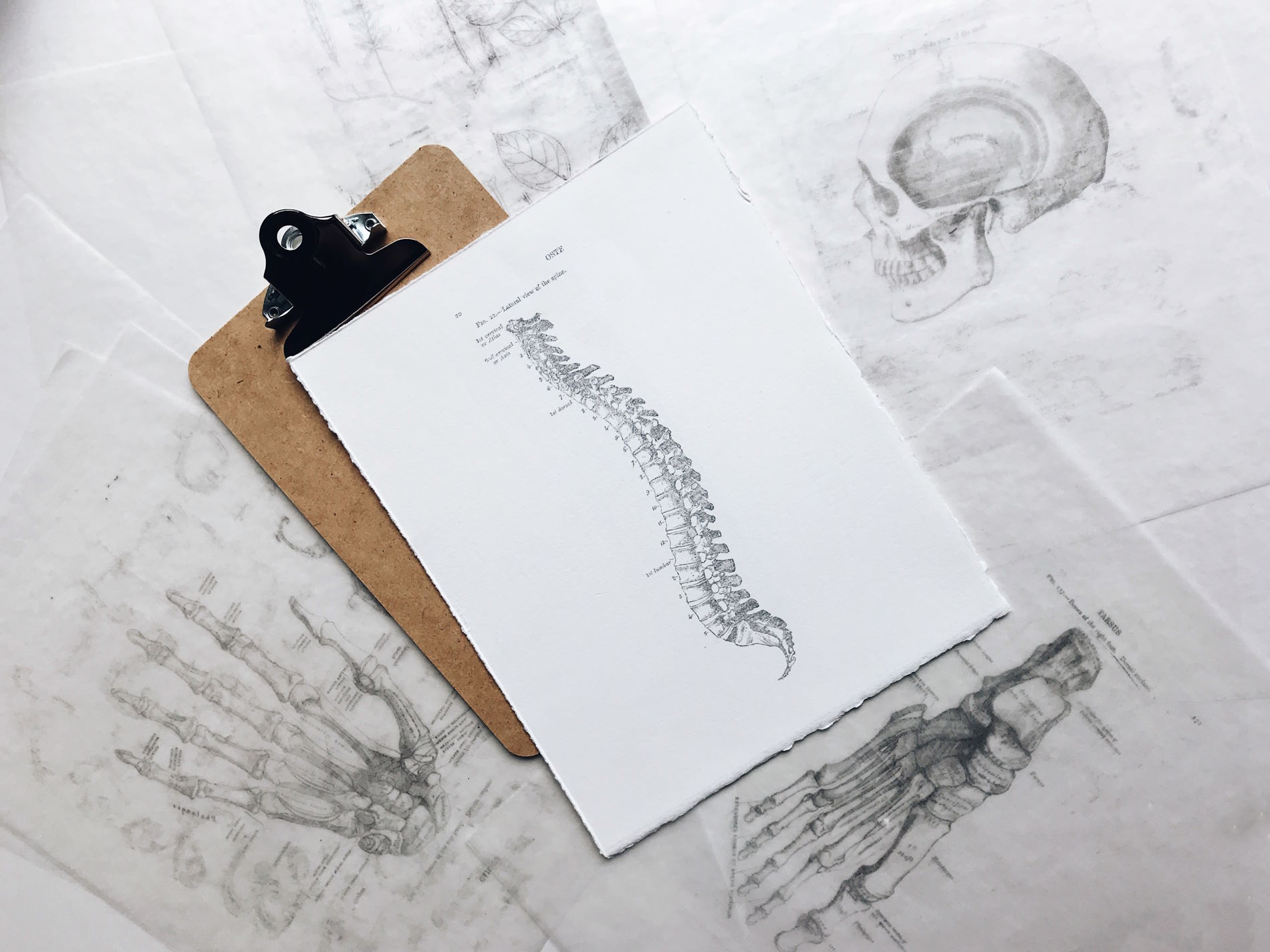 drawing of spinal cord on top of skeletal drawings of hands and skull