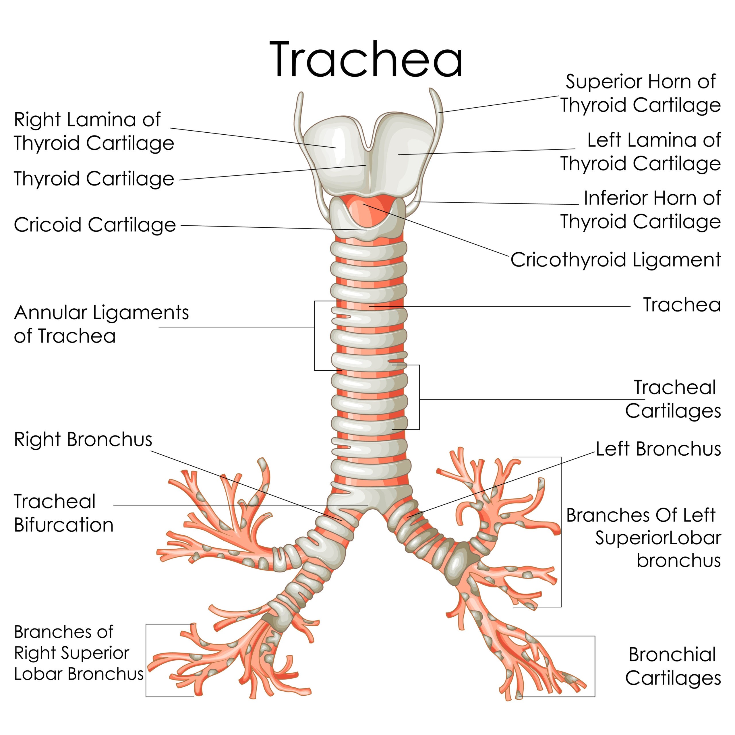 Medical Education Chart of Biology for Trachea Diagram