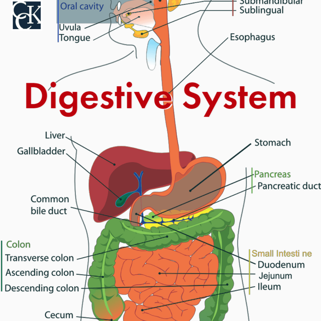 Human Body Digestive system