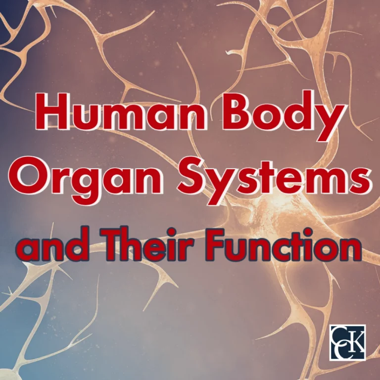 Human body organ systems and their function