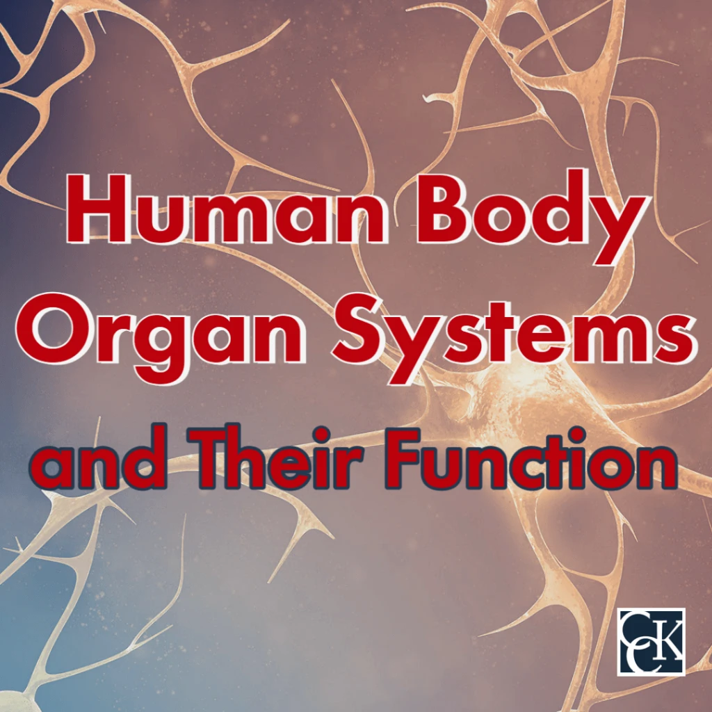 Human Body s Organ Systems And Their Function CCK Law