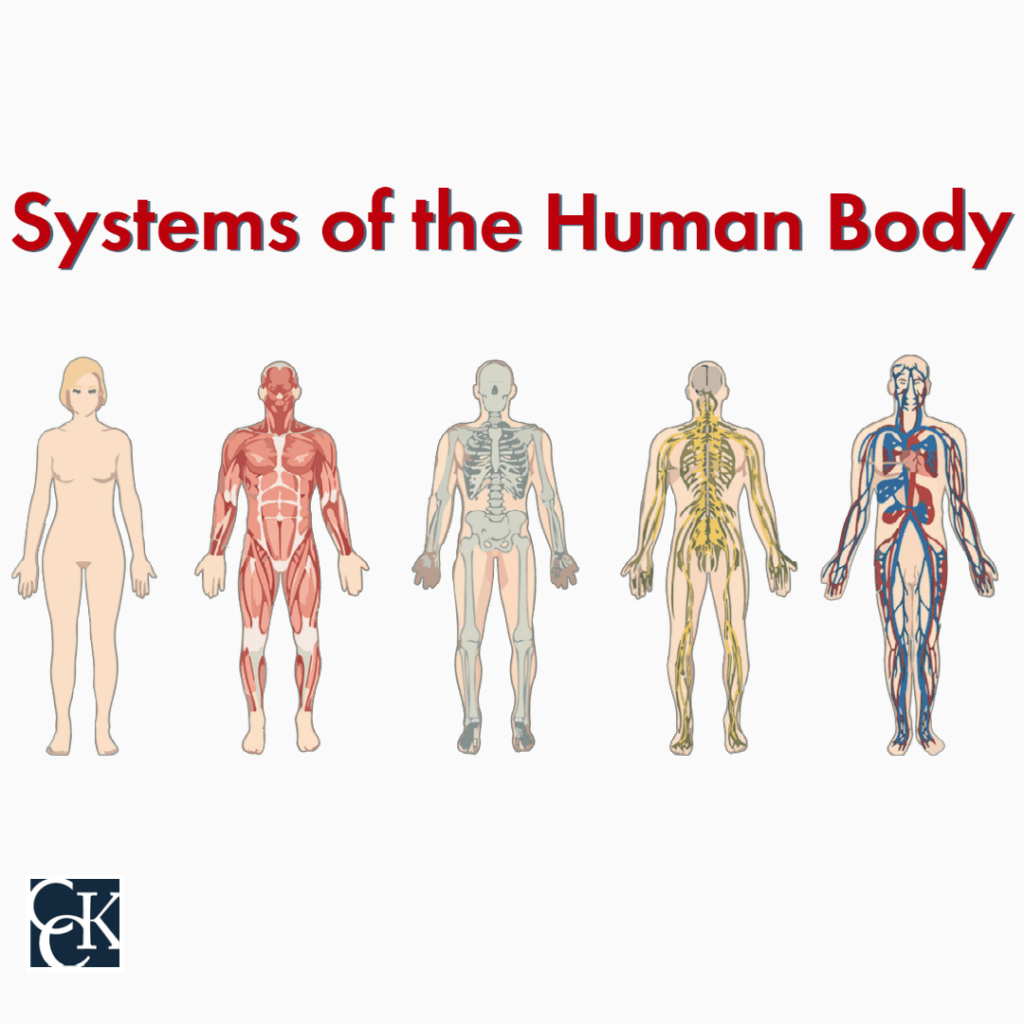 organ systems of the human body