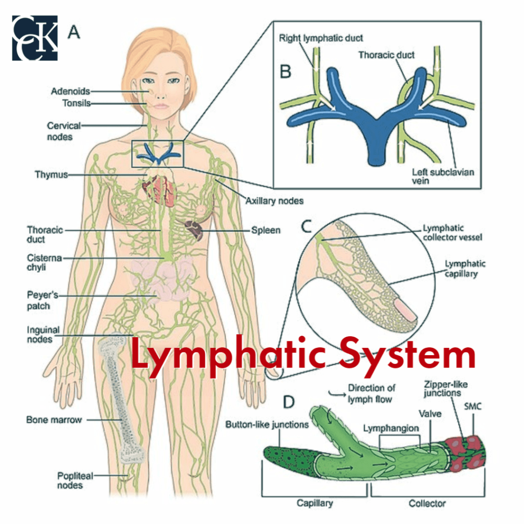 human body lymphatic system 