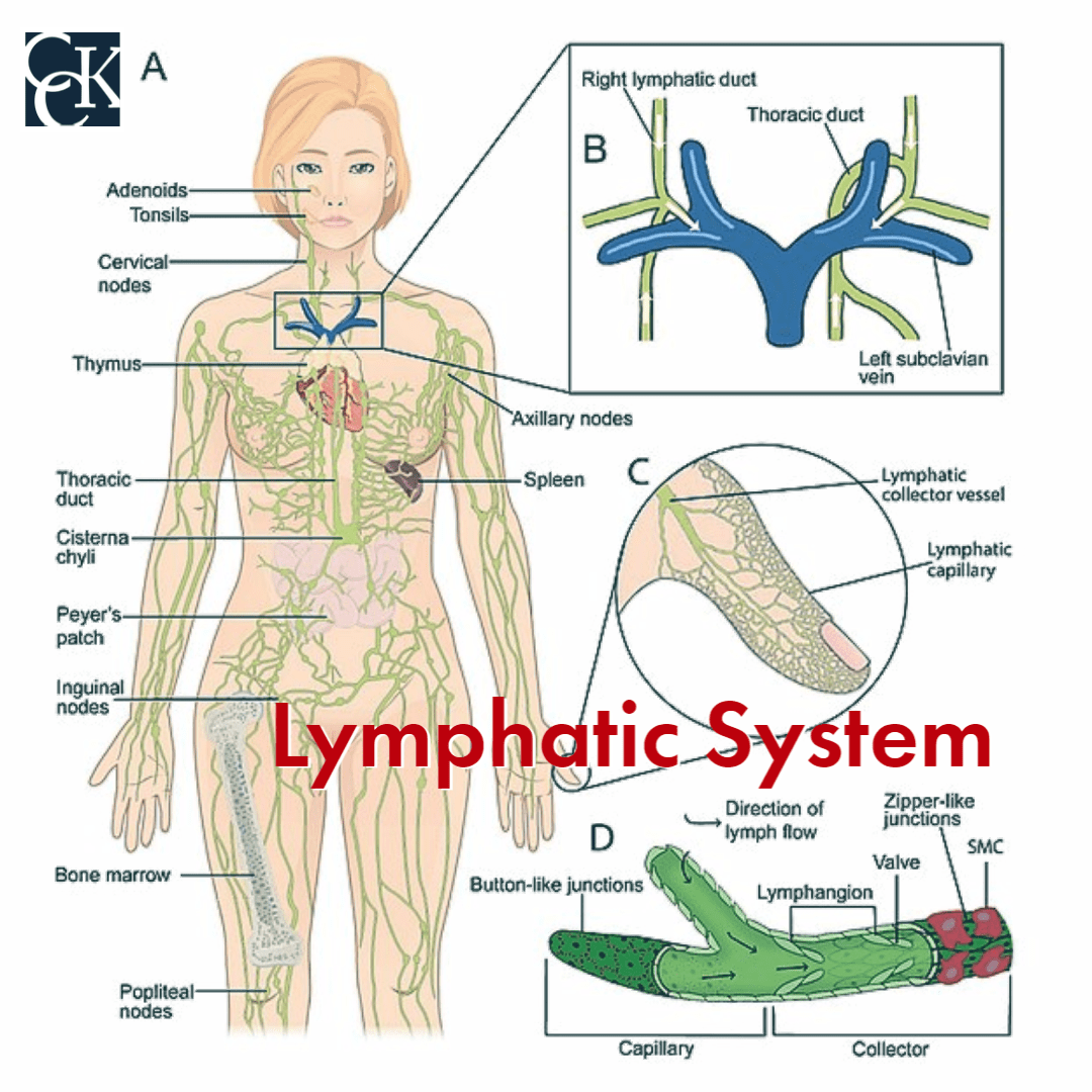 Human Body's Organ Systems and Their Function | CCK Law