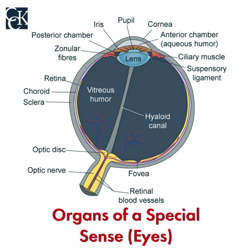 Organs of a Special Sense (Eyes)